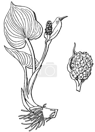 Illustration for Black and white hand drawn sketch of flower - Royalty Free Image