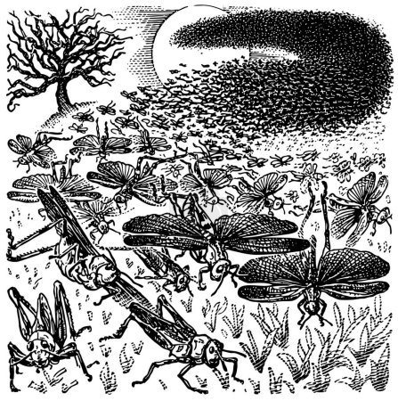 Téléchargez les illustrations : Illustration d'un groupe de sauterelles sur le terrain - en licence libre de droit