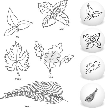 Illustration for Collection of leaves  vector illustration. - Royalty Free Image