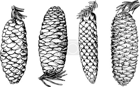 Téléchargez les illustrations : Ensemble de cônes de pin dessinés à la main sur blanc. - en licence libre de droit