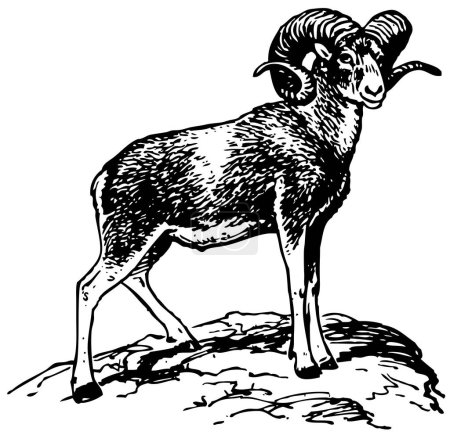 Illustration for Black and white illustration of goat - Royalty Free Image