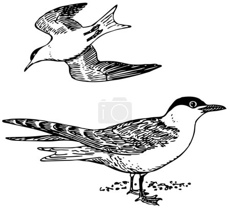 Téléchargez les illustrations : Dessin d'oiseaux sur fond blanc - en licence libre de droit
