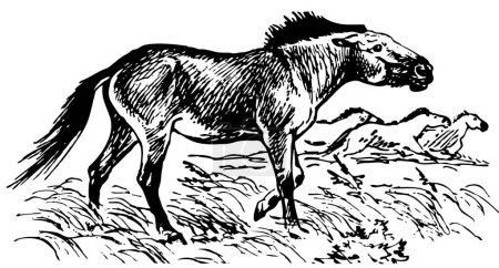 Ilustración de Vector ilustración de un caballo - Imagen libre de derechos