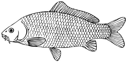 Ilustración de Pescado. ilustración en blanco y negro - Imagen libre de derechos