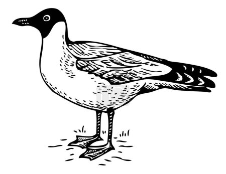 Illustration for Illustration of seagull on white background - Royalty Free Image