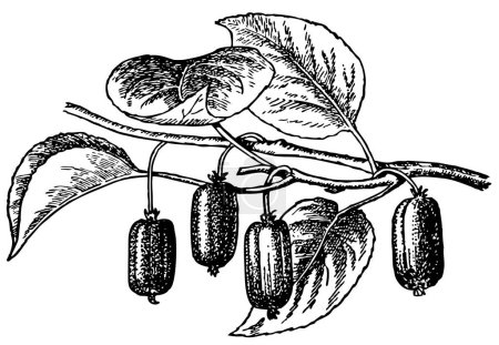 Foto de Dibujo de una rama de un árbol con algunas frutas, dibujo de línea vintage o ilustración de grabado. - Imagen libre de derechos