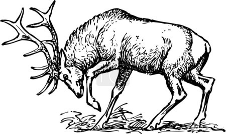 Ilustración de Imagen en blanco y negro de un alce macho adulto con astas de pie - Imagen libre de derechos
