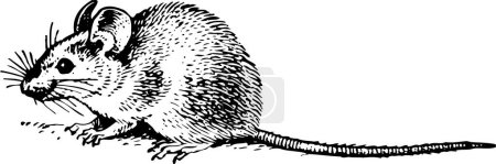 Téléchargez les illustrations : Une souris dessin animé isolée sur blanc - en licence libre de droit