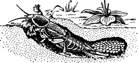 Foto de Ilustración de un escarabajo antiguo blanco y negro que viene de la tierra - Imagen libre de derechos