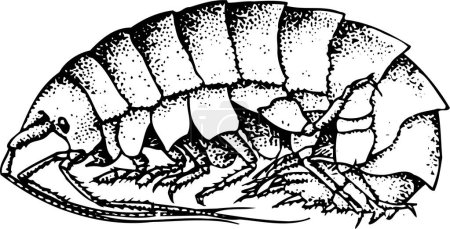 Ilustración de Dibujo en blanco y negro de un insecto sobre fondo blanco - Imagen libre de derechos