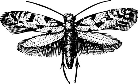 Illustration for Black and white illustration of butterfly - Royalty Free Image