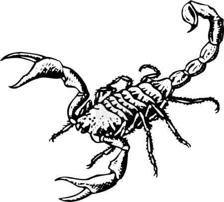 Illustration for Woodcut illustration of scorpion - Royalty Free Image