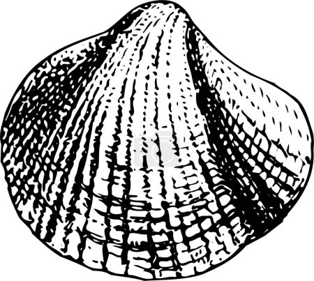 Illustration for Black and white illustration of a shell - Royalty Free Image