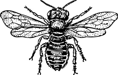 Téléchargez les illustrations : Illustration d'une abeille sur fond noir - en licence libre de droit
