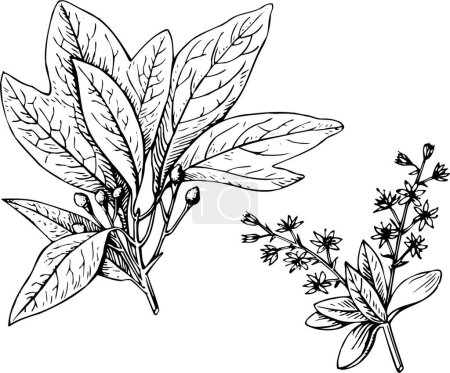 Ilustración de Ilustración en blanco y negro de las plantas - Imagen libre de derechos