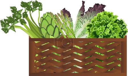 Téléchargez les illustrations : Illustration de légumes verts dans un panier en bois sur fond blanc - en licence libre de droit