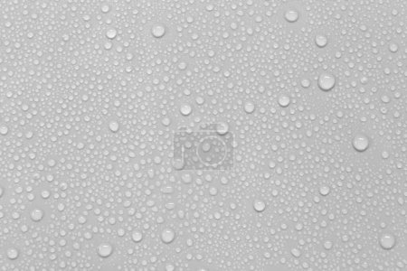 Photo for Water droplets on a gray background. - Royalty Free Image