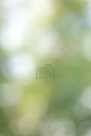 Photo for Green bokeh blur out of focus background from natural forest. - Royalty Free Image