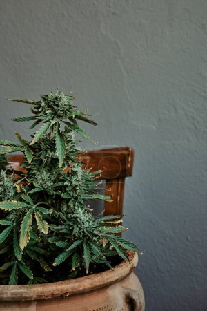 Foto de Planta de marihuana en maceta sobre una silla de madera con fondo gris. Concepto de cannabis - Imagen libre de derechos