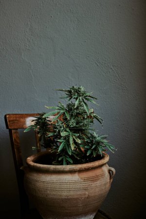 Téléchargez les photos : Plante de marijuana en pot sur une chaise en bois avec fond gris. Concept de cannabis - en image libre de droit