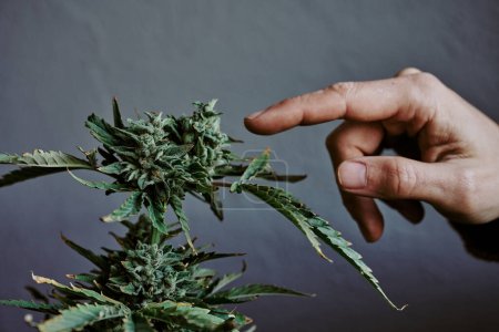 Téléchargez les photos : Plan détaillé d'une main touchant le bourgeon d'une plante de marijuana avec un fond gris. concept de cannabis - en image libre de droit