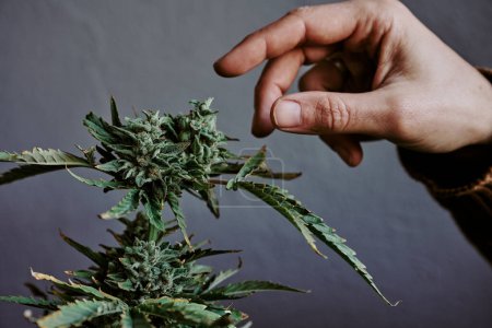 Téléchargez les photos : Plan détaillé d'une main touchant le bourgeon d'une plante de marijuana avec un fond gris. concept de cannabis - en image libre de droit