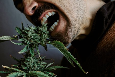 Téléchargez les photos : Plan détaillé d'un jeune homme mordant un bourgeon de marijuana avec un fond gris. concept de cannabis. - en image libre de droit