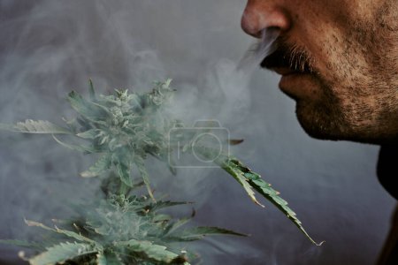 Téléchargez les photos : Plan détaillé d'un jeune homme fumant devant une plante de marijuana avec un fond gris. concept de cannabis. - en image libre de droit