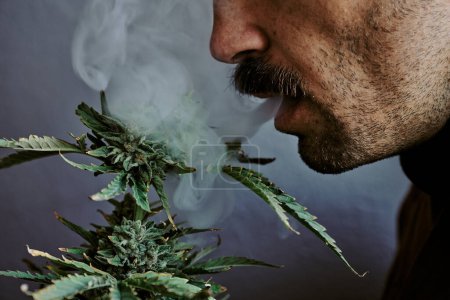 Téléchargez les photos : Plan détaillé d'un jeune homme fumant devant une plante de marijuana avec un fond gris. concept de cannabis. - en image libre de droit