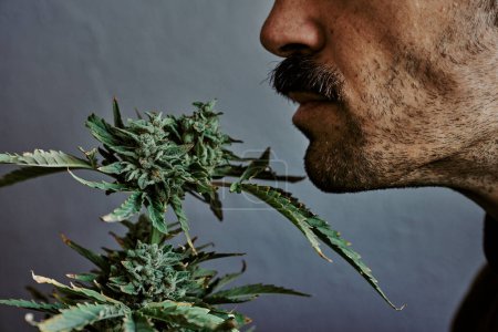 Téléchargez les photos : Plan détaillé d'un jeune homme sentant un bourgeon de marijuana sur un fond gris. - en image libre de droit