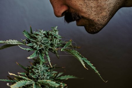 Téléchargez les photos : Plan détaillé d'un jeune homme sentant un bourgeon de marijuana sur un fond gris. - en image libre de droit