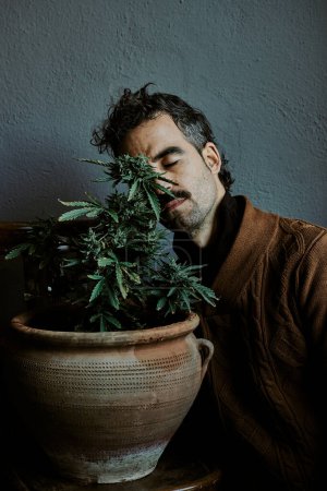 Téléchargez les photos : Un jeune homme aux cheveux bruns jouissant, sentant, touchant et se soulageant à côté de sa plante de marijuana. Concept de cannabis. - en image libre de droit