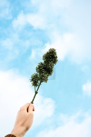 Téléchargez les photos : Quelqu'un tient un gros bourgeon de cannabis jusqu'au ciel. Concept drogue et marijuana - en image libre de droit