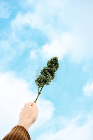Téléchargez les photos : Quelqu'un tient un gros bourgeon de cannabis jusqu'au ciel. Concept drogue et marijuana - en image libre de droit