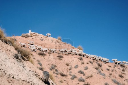 Photo for A group of wild sheep looking for food in the desert of Gorafe in Granada, Andalucia, Spain. - Royalty Free Image