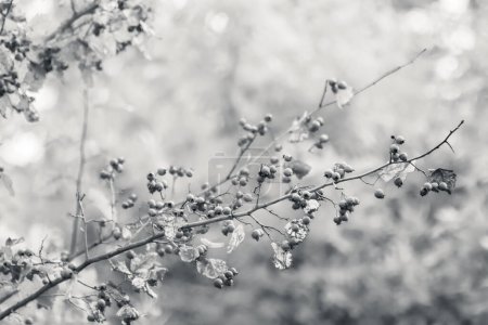 Téléchargez les photos : Baies d'aubépine sur une branche d'arbre avec des feuilles d'automne et un fond flou en niveaux de gris. Gros plan naturel incolore - en image libre de droit