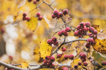 Téléchargez les photos : Baies d'aubépine rouge sur une branche aux feuilles jaunes d'automne et au fond flou. Gros plan automnal coloré - en image libre de droit
