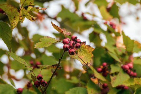 Téléchargez les photos : Une poignée de baies d'aubépine rouge sur une branche aux feuilles d'automne vertes et au fond flou. Gros plan sur la récolte automnale ensoleillée et lumineuse - en image libre de droit