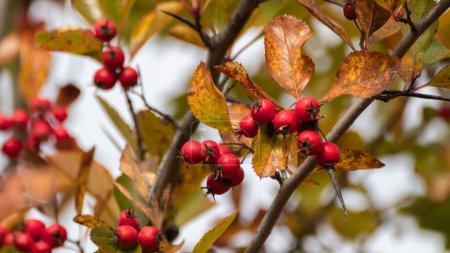 Téléchargez les photos : Baies d'aubépine rouge sur une branche d'arbre avec des feuilles d'automne colorées. Gros plan sur la récolte automnale naturelle - en image libre de droit