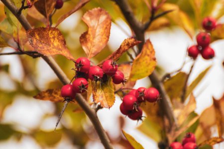 Téléchargez les photos : Baies d'aubépine rouge sur une branche d'arbre avec des feuilles d'automne et un fond flou. Récolte automnale ensoleillée naturelle close-up - en image libre de droit