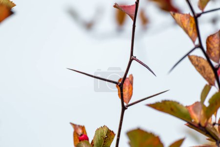 Téléchargez les photos : Branche d'aubépine avec aiguilles pointes pointues et fond gris ciel flou. Gros plan naturel automnal - en image libre de droit