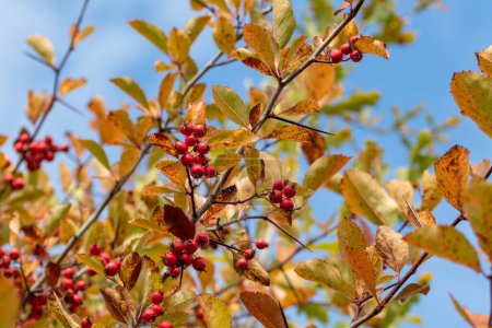 Téléchargez les photos : Baies d'aubépine rouge sur une branche d'arbre colorée avec des feuilles d'automne jaunes et un fond bleu ciel. Gros plan sur la récolte automnale naturelle - en image libre de droit