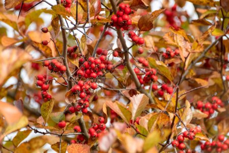 Téléchargez les photos : Des baies d'aubépine rouge sur une branche d'arbre aux feuilles jaunes d'automne et au premier plan flou. Gros plan sur la récolte automnale naturelle - en image libre de droit