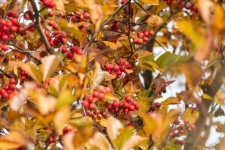 Photo for Red hawthorn berries branch with yellow autumn leaves and blurred foreground. Natural autumnal harvest close-up - Royalty Free Image