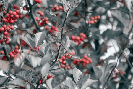 Téléchargez les photos : Branches de baies d'aubépine rouge avec fond flou en niveaux de gris. Gros plan naturel incolore - en image libre de droit