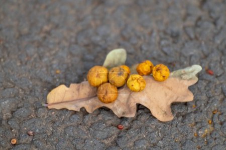 Téléchargez les photos : Feuille d'automne avec galles de chêne ou pommes de chêne macro sur asphalte. Cynips quercusfolii boules de galle sur feuille de chêne - en image libre de droit