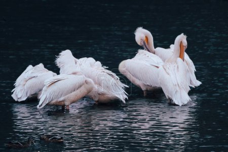 Foto de Pájaros pelícanos con respaldo rosa, Pelecanus rufescens limpiando plumas en el lago de la noche con reflexión sobre el agua ondulada oscura y fondo borroso - Imagen libre de derechos