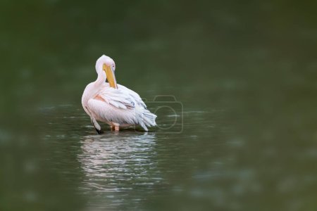 Foto de Plumas de limpieza de aves pelícanas con respaldo rosa, de pie en estanque verde con espejo de agua ondulada y fondo borroso - Imagen libre de derechos