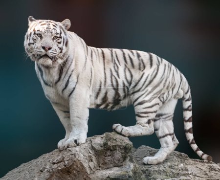 Photo for White tiger with black stripes standing on rock in powerful pose. Portrait with dark blurred background. Wild endangered animals, big cat - Royalty Free Image