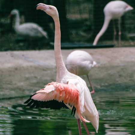 Foto de Flamenco rosa pájaro zancudo con cuello largo y alas extendidas cerca de un estanque con fondo borroso de color verde oscuro - Imagen libre de derechos
